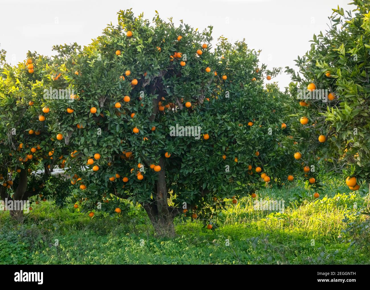 Große alte Orangenbäume voller reifer Früchte selektive Fokus späten Abend Sonnenuntergang, vertikale Aufnahme für Hintergrund für Copy Space und Text-Overlay Stockfoto