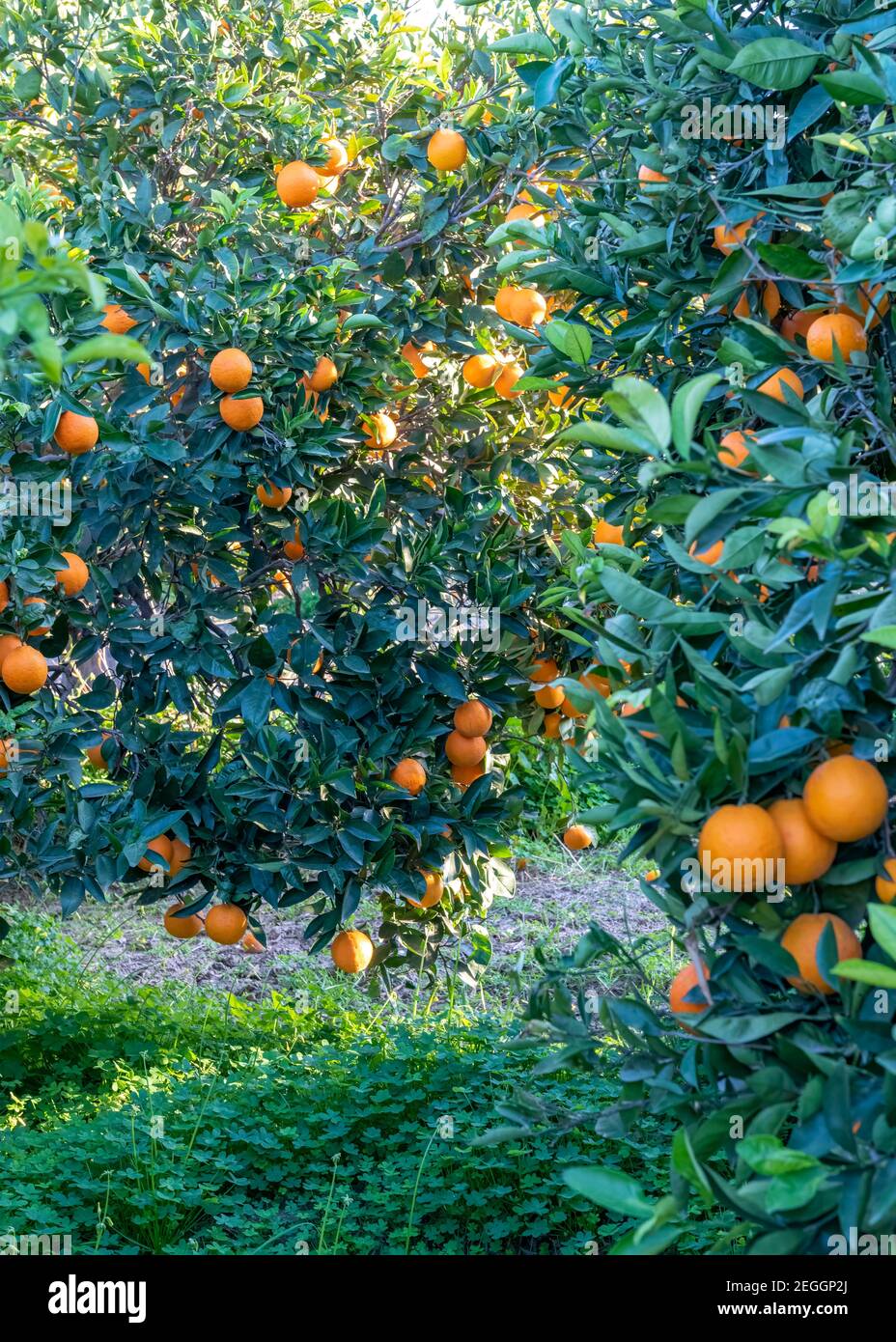 Sonnige helle mediterrane Orangenhain mit üppigen grünen Gras Laub und Obst, selektive Fokus für Hintergründe, Kulissen und Text über legen Stockfoto