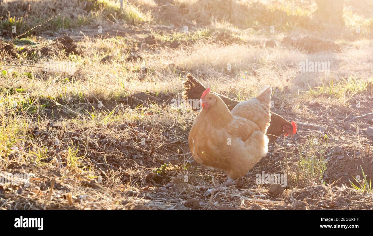 Zwei Hühner, beleuchtet auf einer Farm Stockfoto