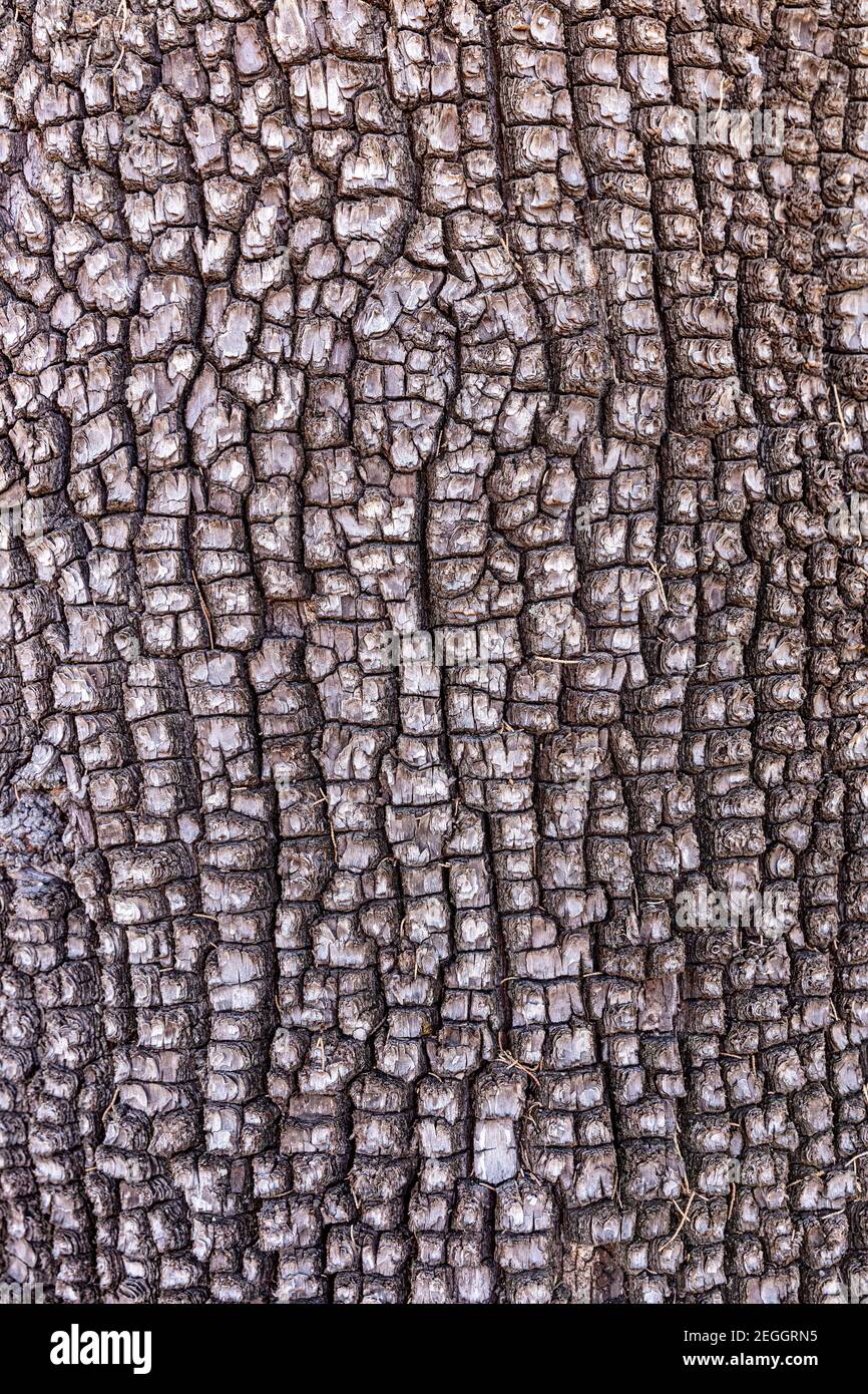 Aligator Juniper (Juniperus deppeana), Rinde Detail Stockfoto