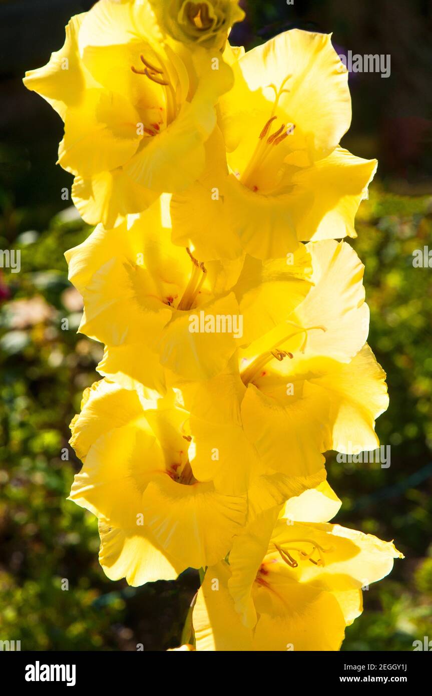 Nahaufnahme der großen Sommer blühenden gelben Blüten von Gladiolus Bananarama Stockfoto