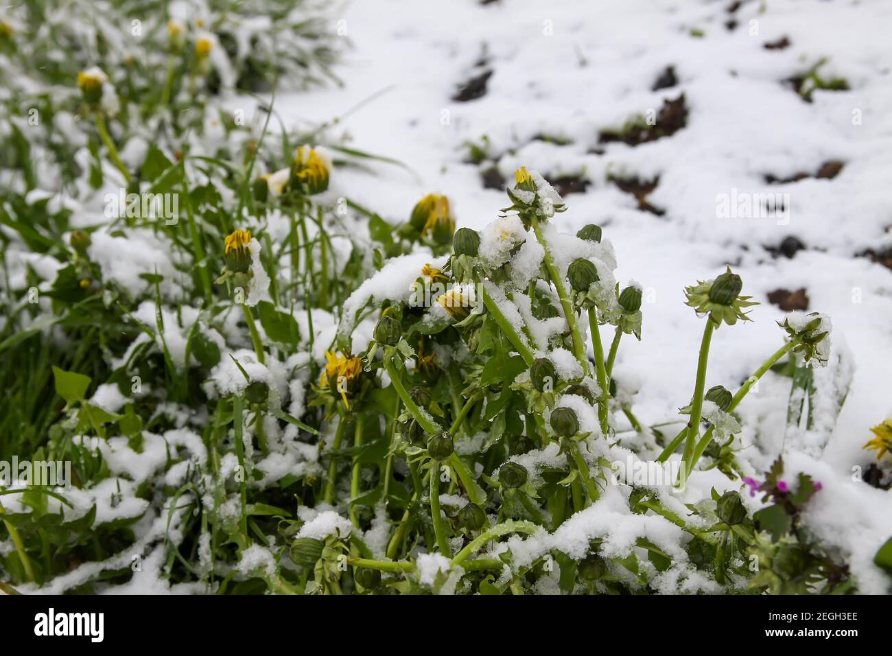 Wetteranomalie. Schneefall im Mai. Frischer Schnee auf grünem Gras. Stockfoto