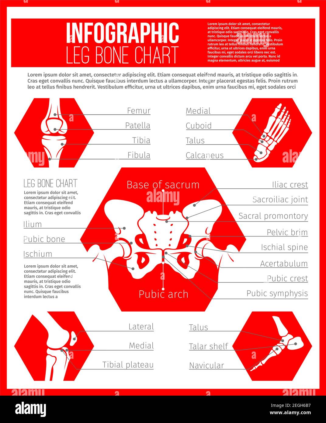 Anatomiediagramm Der Menschlichen Knochen Fur Medizin Und Gesundheitswesen Themen Design Skelettknochendiagramm Von Hufte Fuss Knie Und Sprunggelenk Mit Namen Fur Sanitater Stock Vektorgrafik Alamy