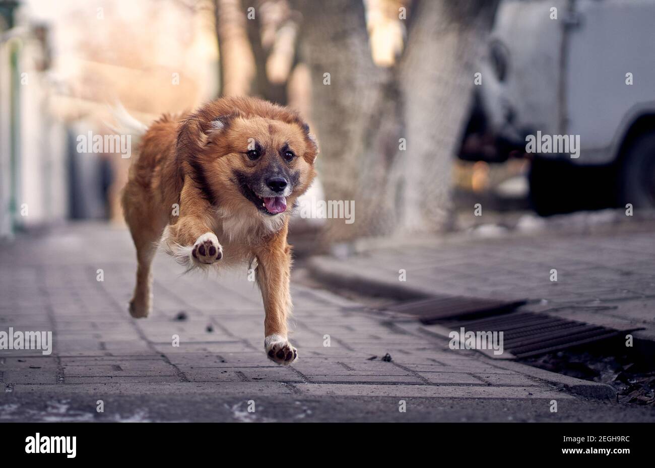 Ein Mischling, Mischlingshund oder Mutt läuft schnell. Lustiges Foto des Laufhundes. Hund während des Laufs. Stockfoto