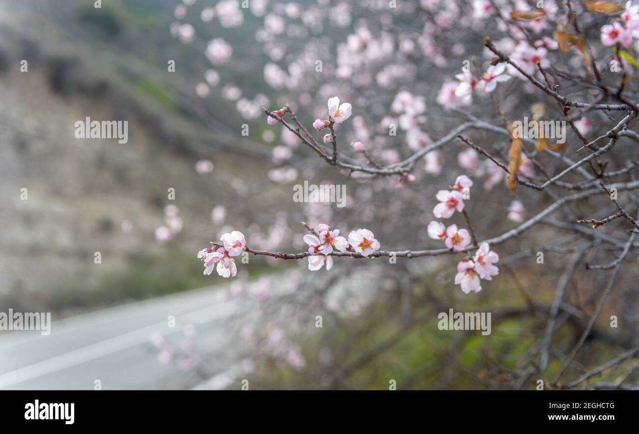 Mandelbaum mit rosa Blüten an der Landstraße im Frühjahr, selektiver Fokus Stockfoto