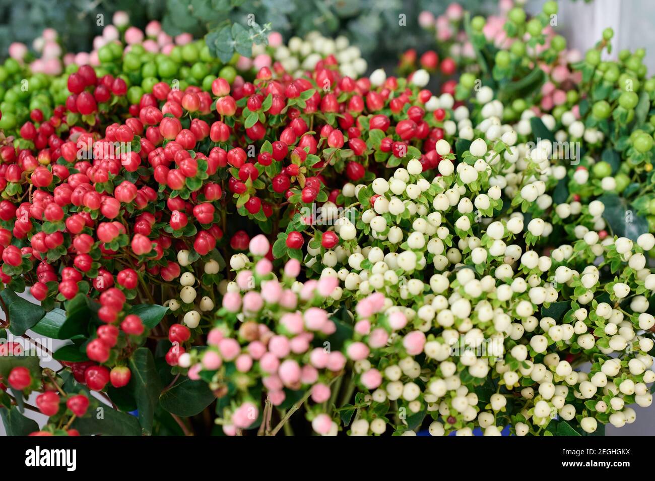 Büsche aus weißem, rotem und rosa Hypericum im Blumengeschäft Stockfoto