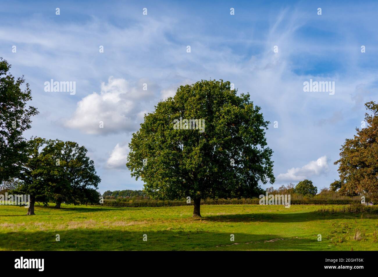 Baum in Ackerland in der Nähe von Sissinghurst Kent Stockfoto