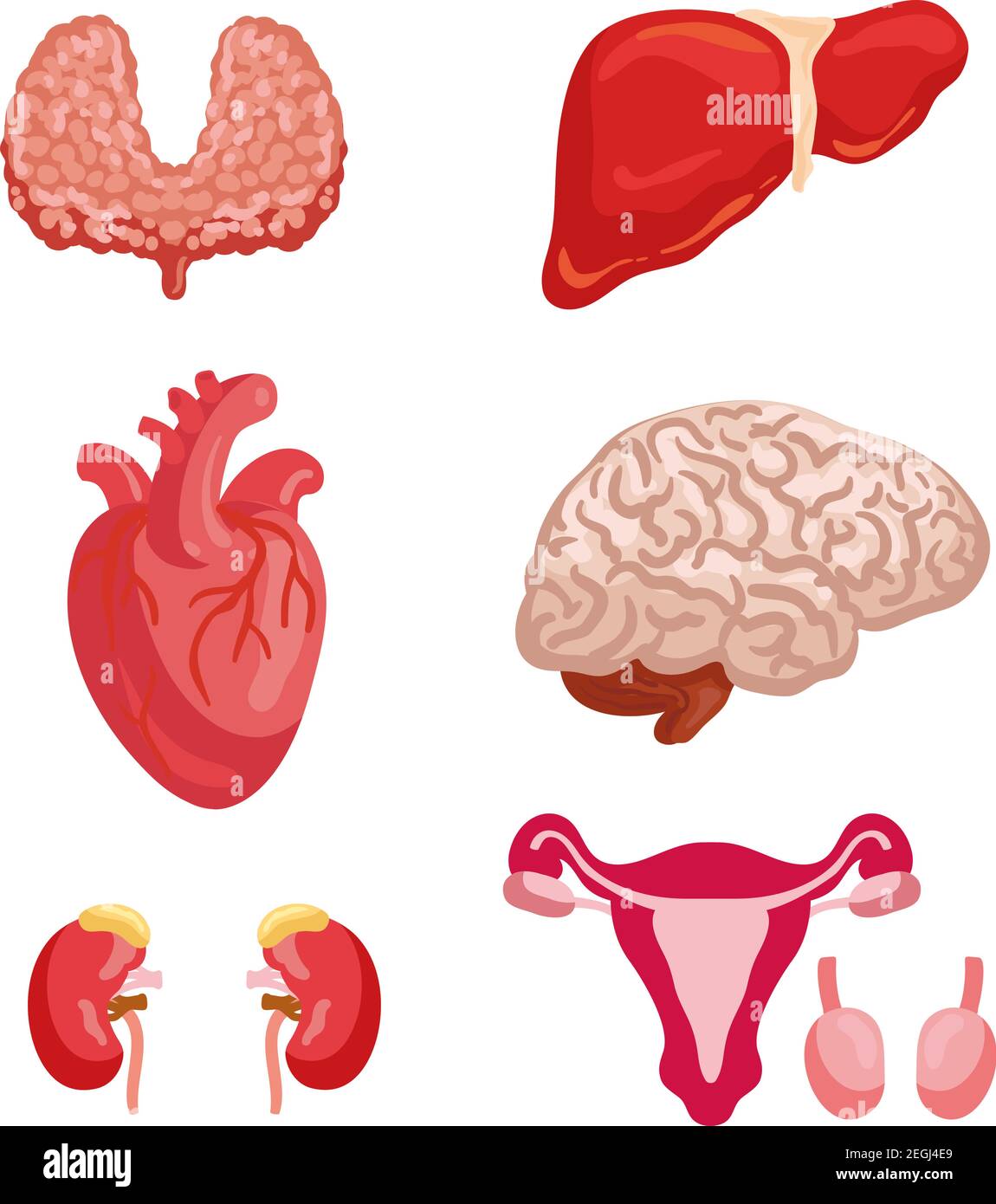 Menschliche Organanatomie Cartoon Icon Set mit internen Organ und Körper-System. Herz, Gehirn und Leber, Niere, Schilddrüse und weibliche Fortpflanzungssystem mit Stock Vektor