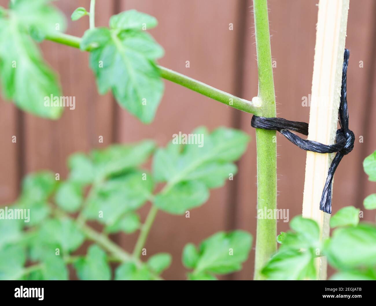 Stamm der Tomatenpflanze an einen Pfahl gebunden Nahaufnahme Stockfoto