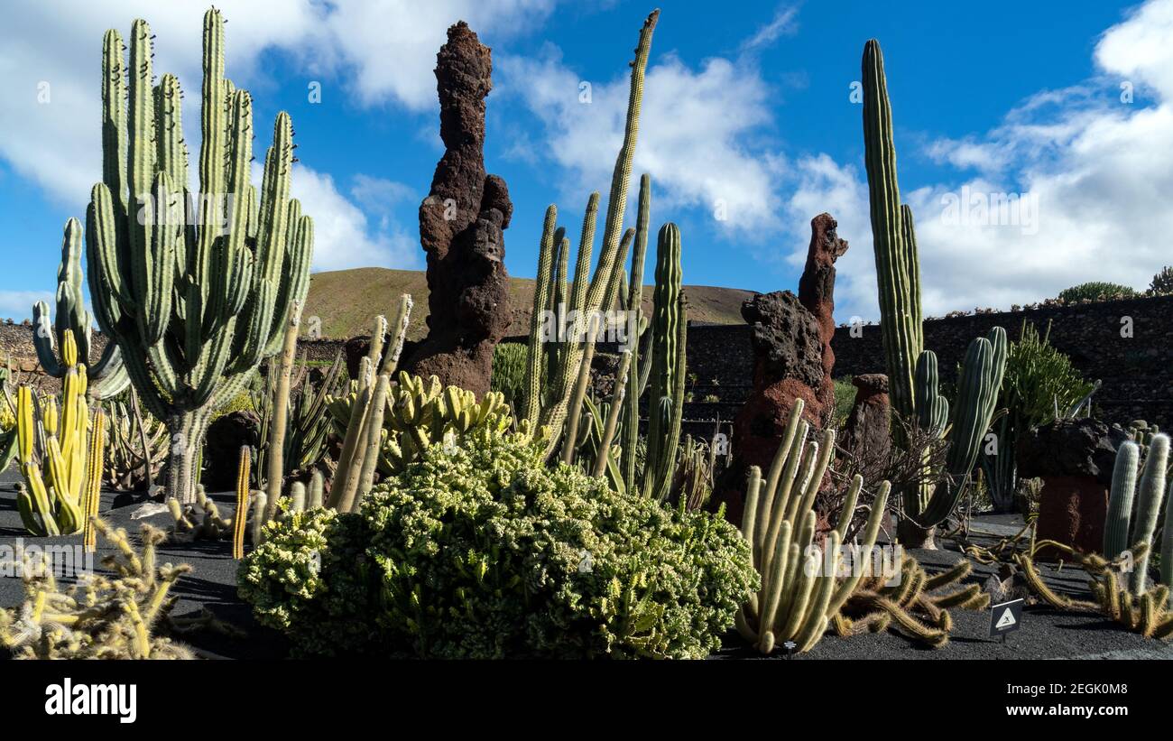mexiko kaktus kaufen 10 Stck Opuntia Kaktus ca. 10 cm