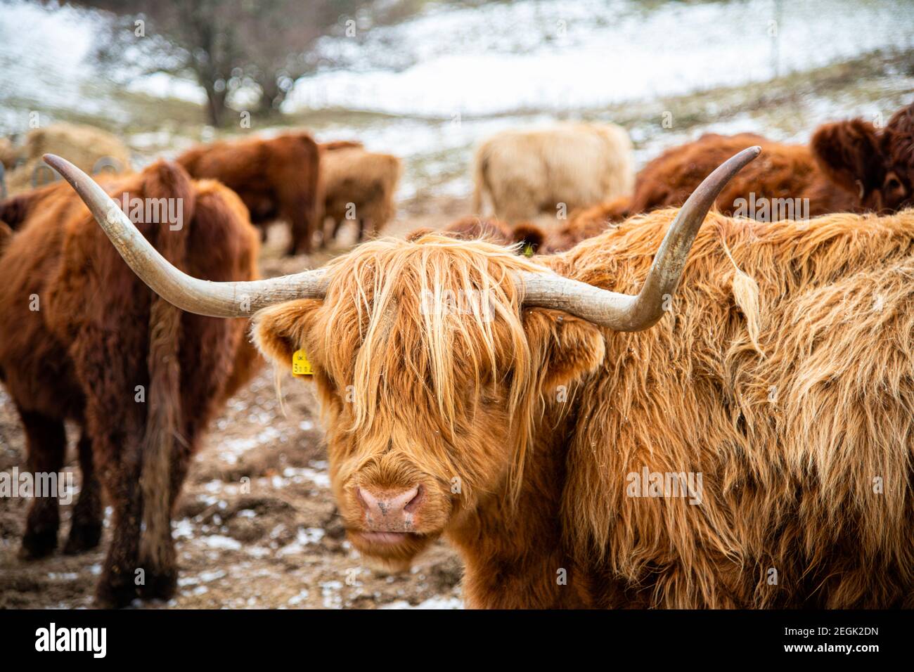 Eine Hochlandkuh in Glen Coiltie bei Lochness in den Highlands von Schottland. Stockfoto