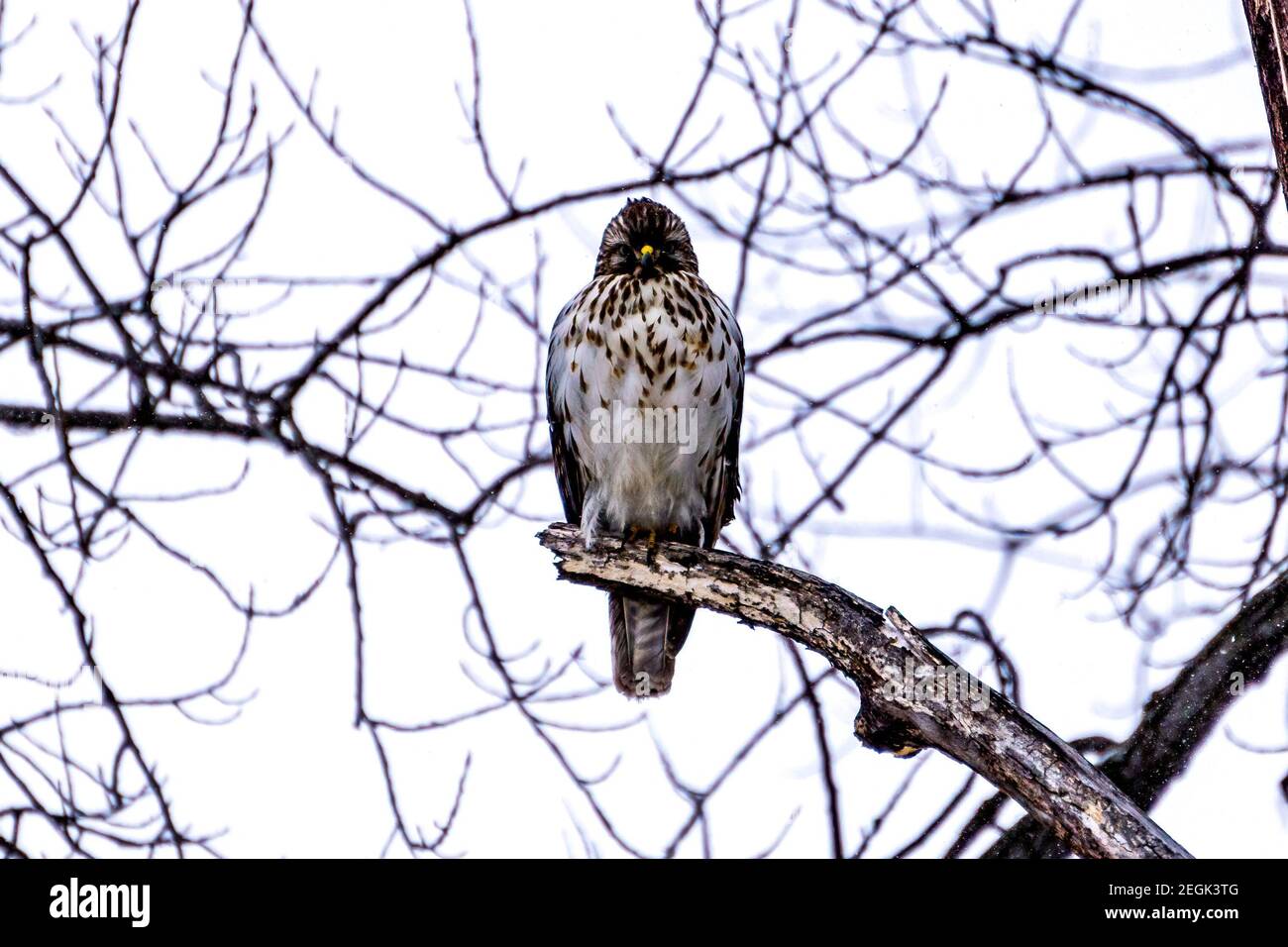 Ein Falke auf der Suche nach seiner nächsten Mahlzeit. Stockfoto