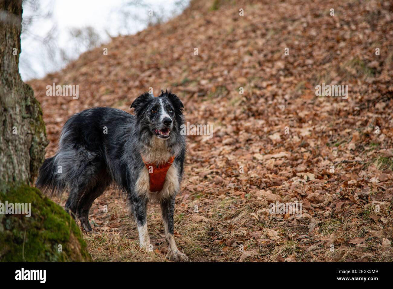 Roki auf einem weiteren Spaziergang in Glen Coiltie! Stockfoto