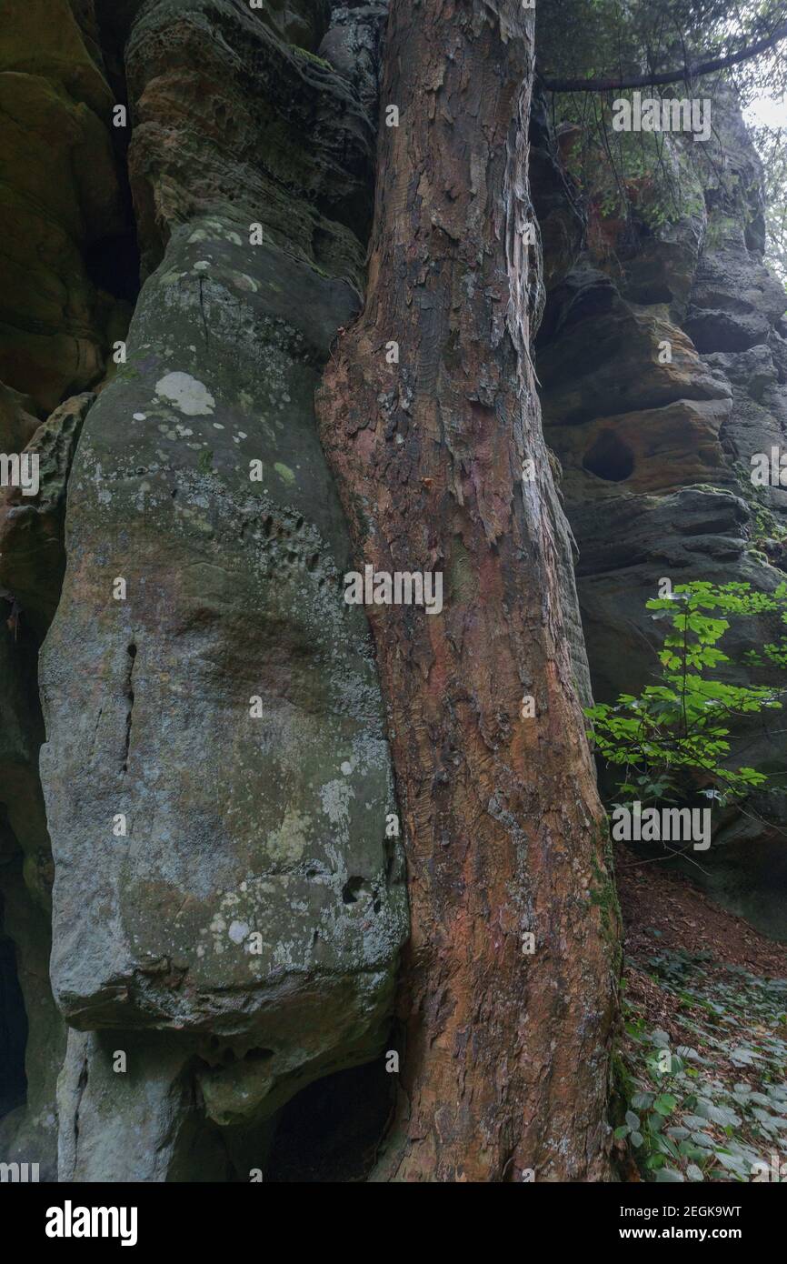 Starker Baumstamm, der über Felsen wächst Stockfoto