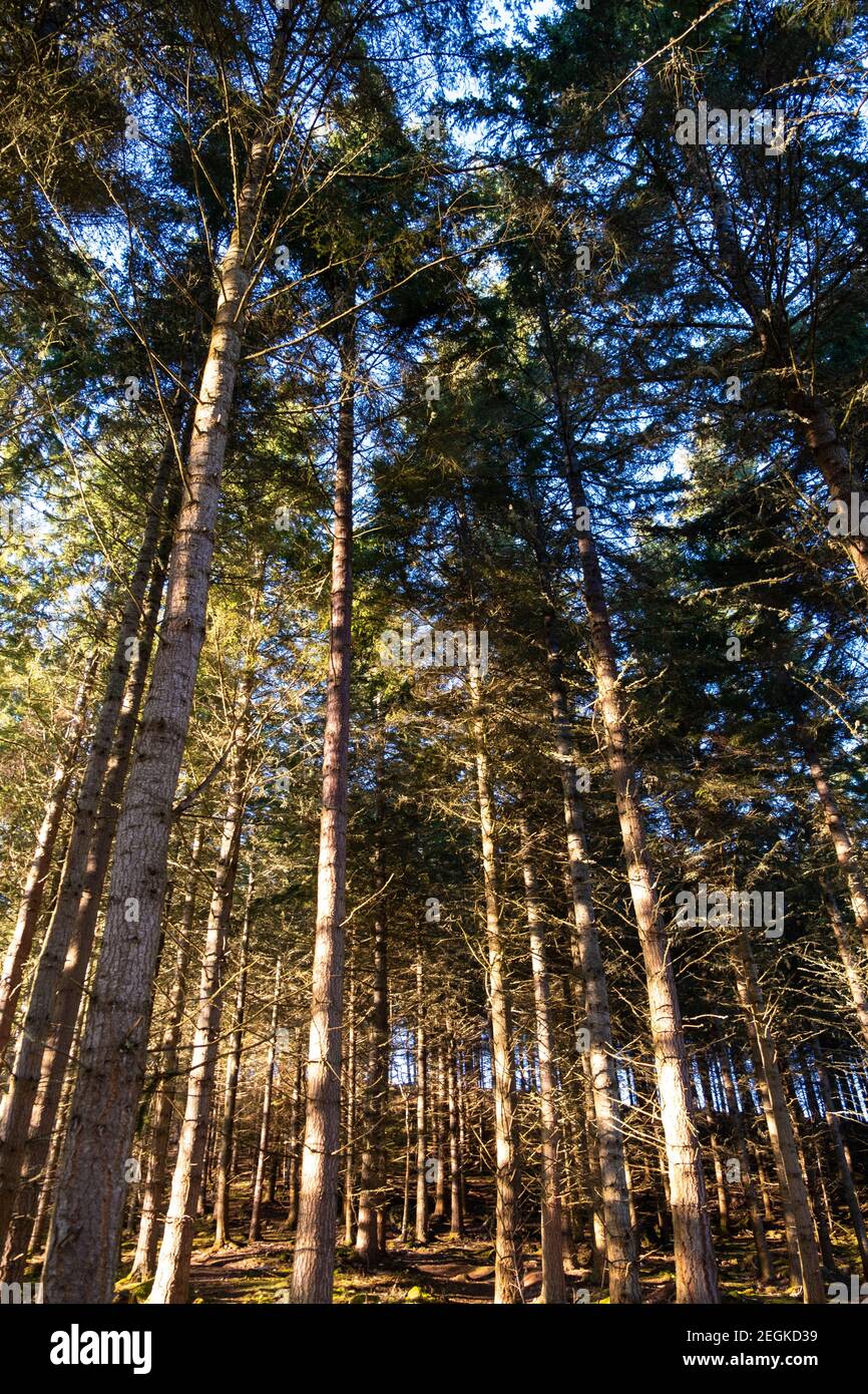 Pinien auf der Seite von Craig Mony, Drumnadrochit. Stockfoto