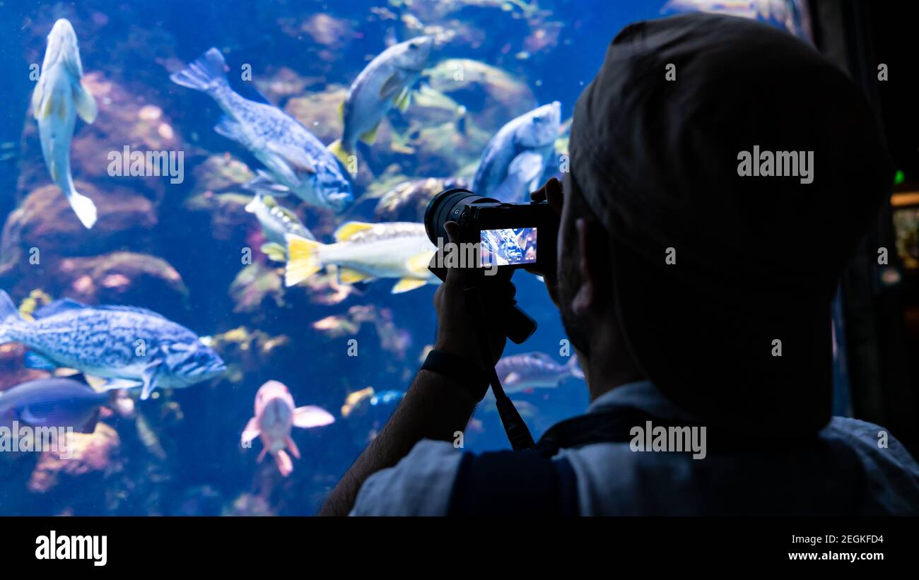 San Francisco, CA, USA - August 2019: Silhouette eines unbekannten Mannes, der die Fische beim Schwimmen im Ozeanarium, USA, beobachtet Stockfoto