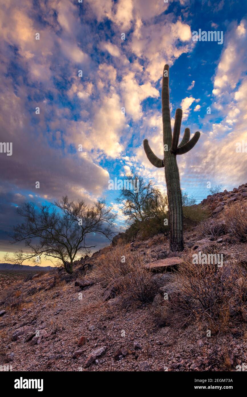 Saguaro Kaktus und Sonora Wüstenlandschaft mit dramatischem Himmel in Arizona Stockfoto