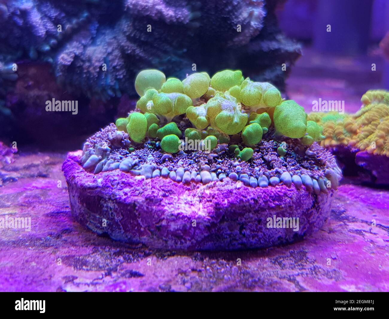 Erstaunliche Biohazard Rhodactis grünen Sprungpilz Koralle Stockfoto