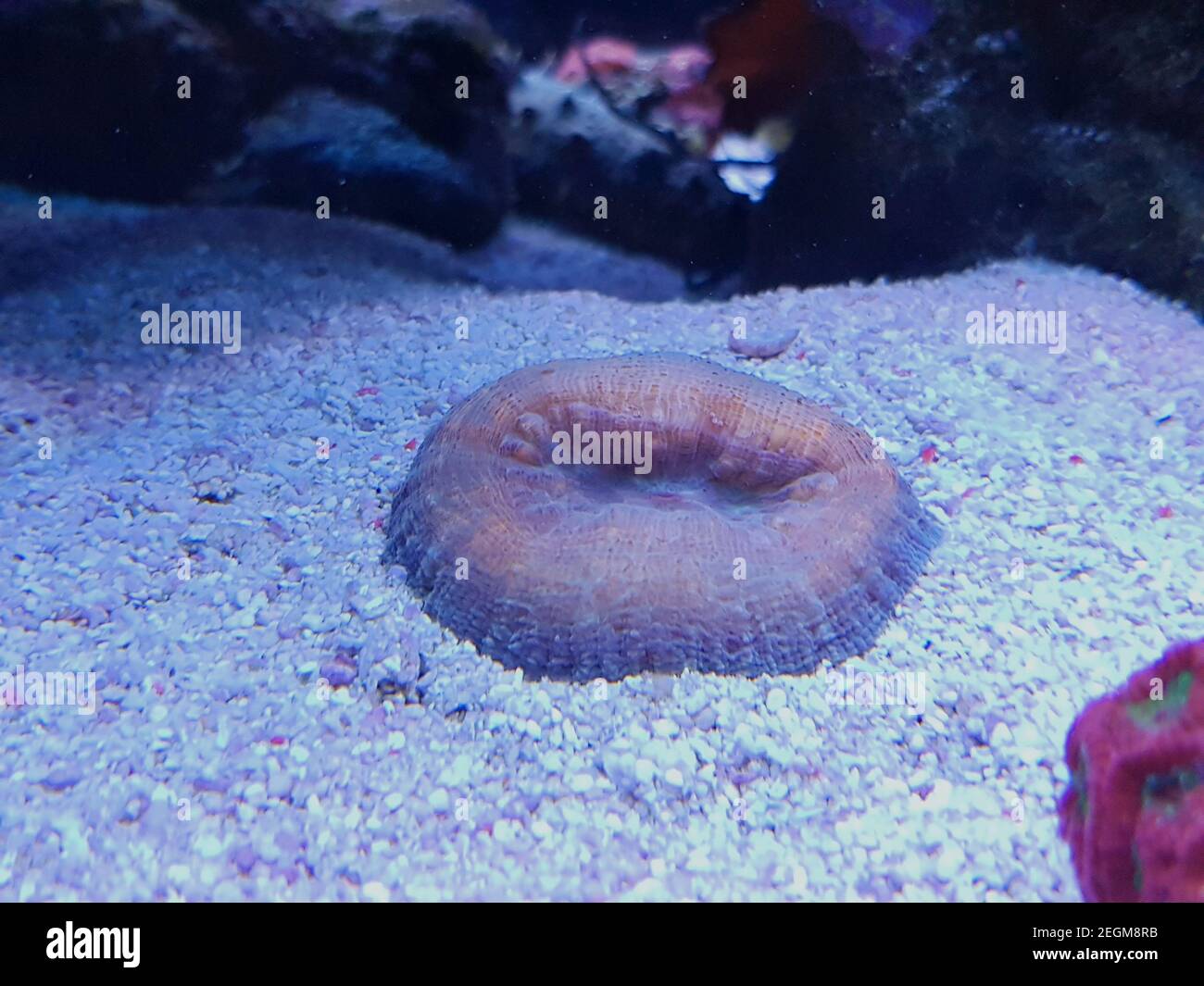Hirnkoralle, Lobophyllie - (Lobophyllie hemprichii) Stockfoto