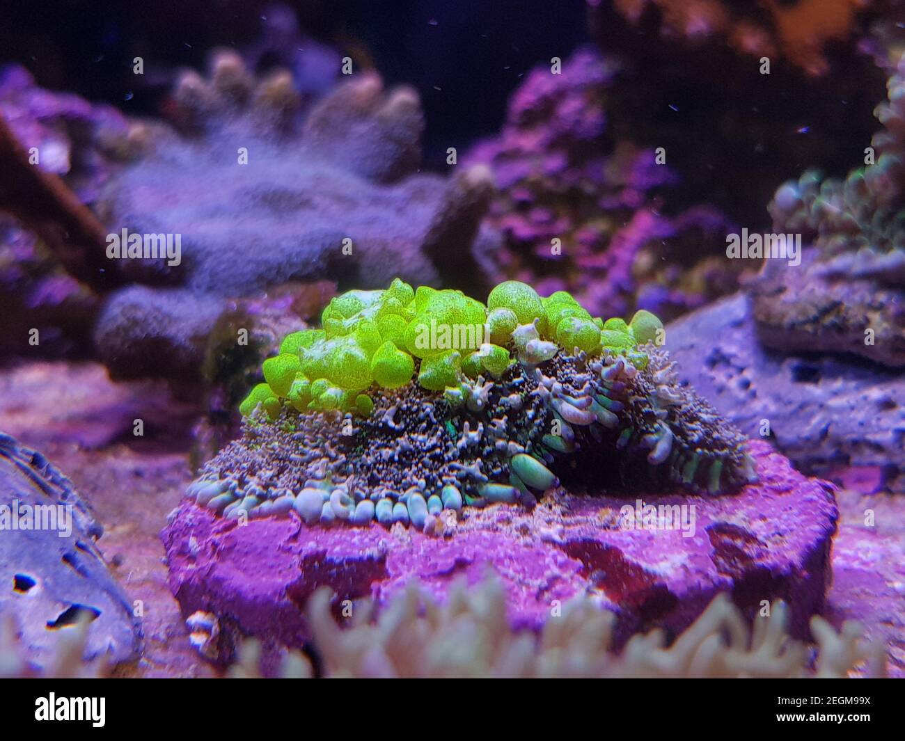 Erstaunliche Biohazard Rhodactis grünen Sprungpilz Koralle Stockfoto