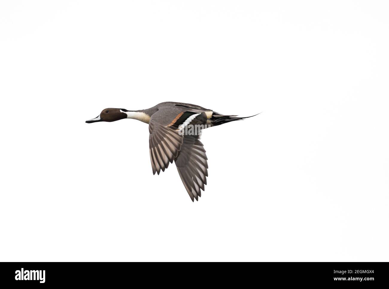 Eine männliche nördliche Pintail Ente ' Anas acuta ' in Flug isoliert auf weißem Hintergrund Stockfoto