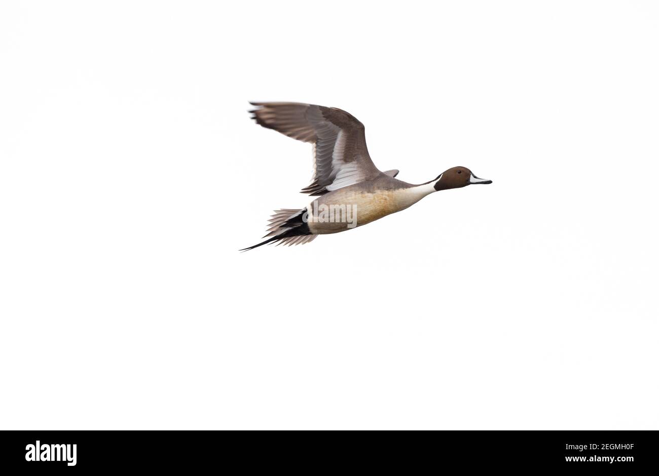 Eine männliche nördliche Pintail Ente ' Anas acuta ' in Flug isoliert auf weißem Hintergrund Stockfoto
