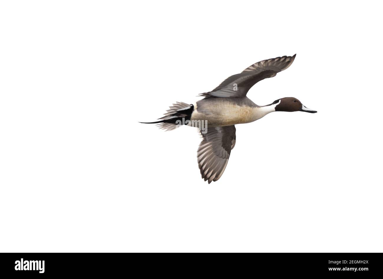 Eine männliche nördliche Pintail Ente ' Anas acuta ' in Flug isoliert auf weißem Hintergrund Stockfoto