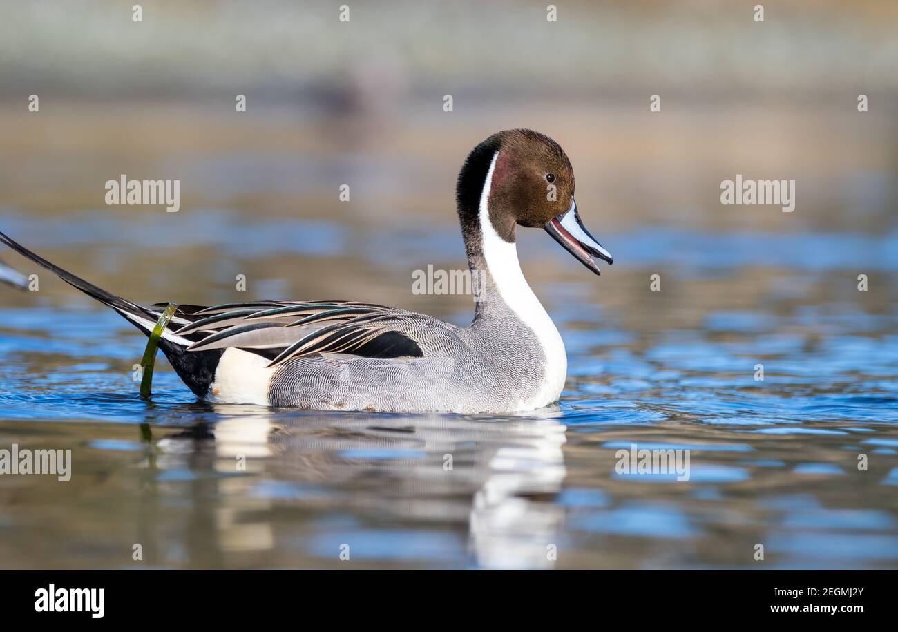 Eine männliche nördliche Pintail Ente ' Anas acuta ' schwimmt auf einem See und zeigt sein Gefieder für eine weibliche Ente. Stockfoto