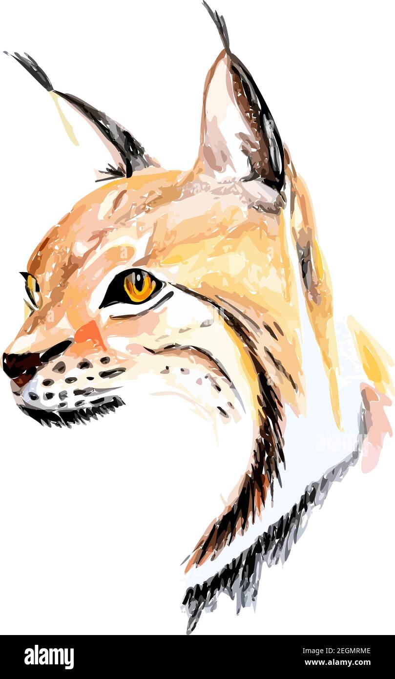 Handgezeichnete Aquarell bunte Illustration von Luchs isoliert auf weißem Hintergrund. Stock Vektor