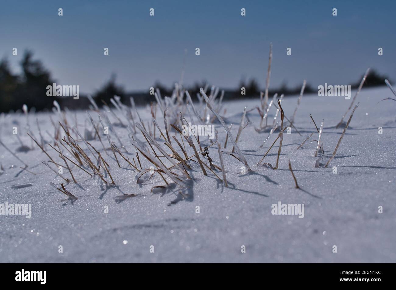 Gras mit Eis bedeckt, das durch den Schnee in der späht 2021 Oklahoma Schneesturm Stockfoto