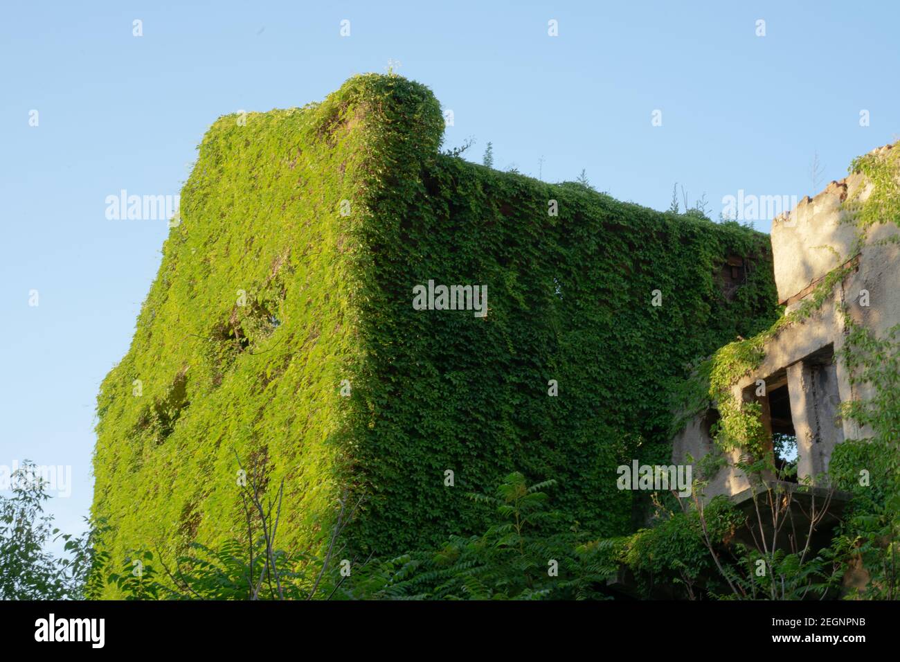 Efeu fassade -Fotos und -Bildmaterial in hoher Auflsung  Alamy