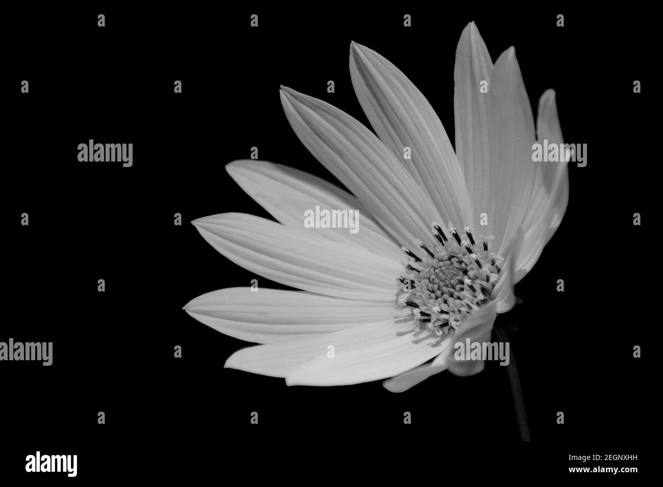 Schwarz und weiß einzigartige Zitronen-Sinfonie-Sorte von Osteospermum Blume In voller Blüte nach links Stockfoto
