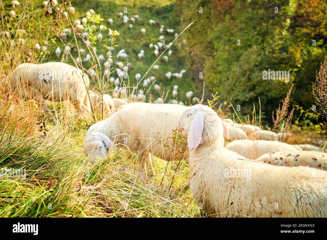 Texel Kreuz Mutterschafe, weibliche Schafe in üppig grünen Wiese im Herbst. Stockfoto