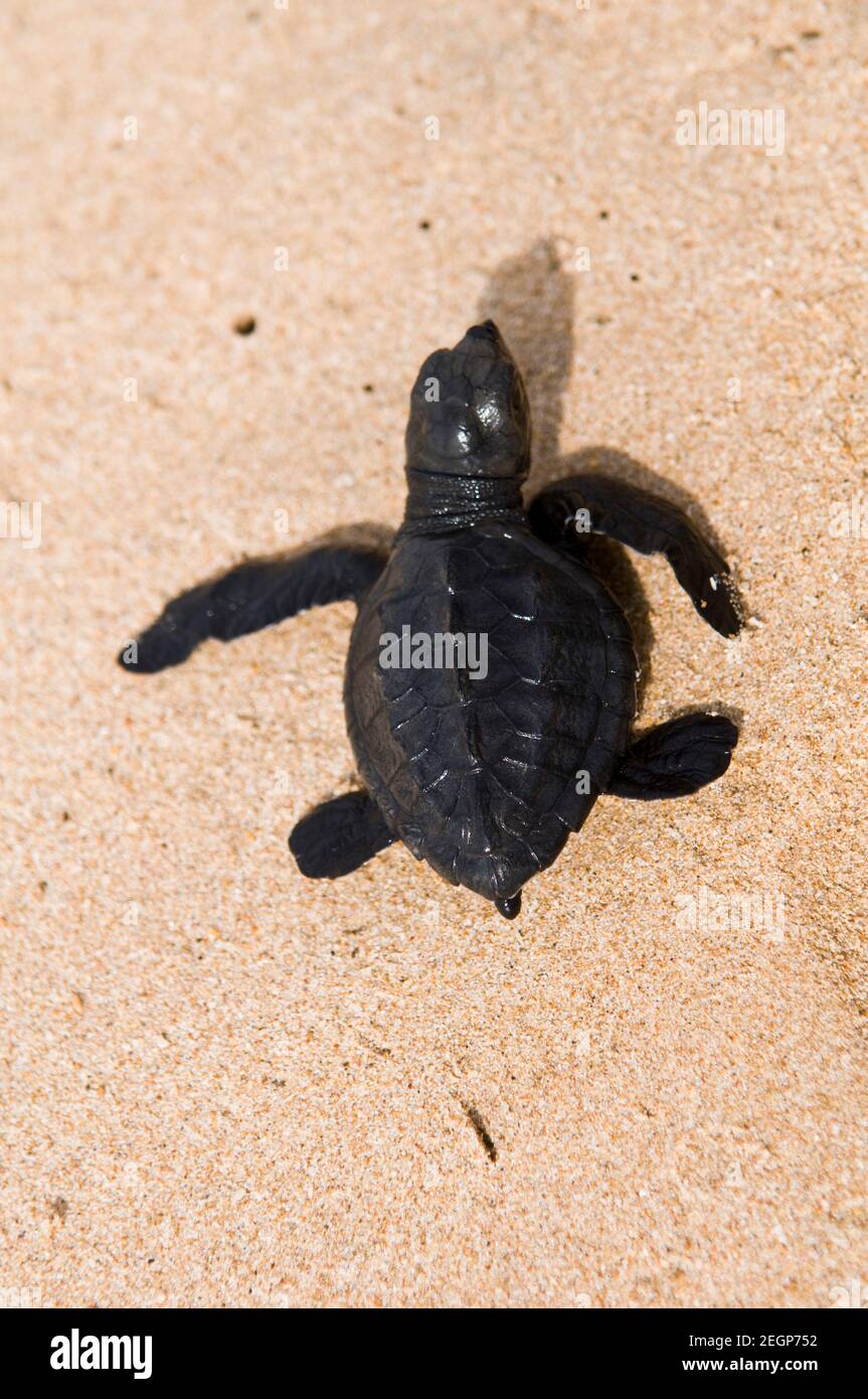 Eine Stunde alt Meeresschildkröte beginnt seine Lebensreise zu Fuß in den Ozean. Stockfoto