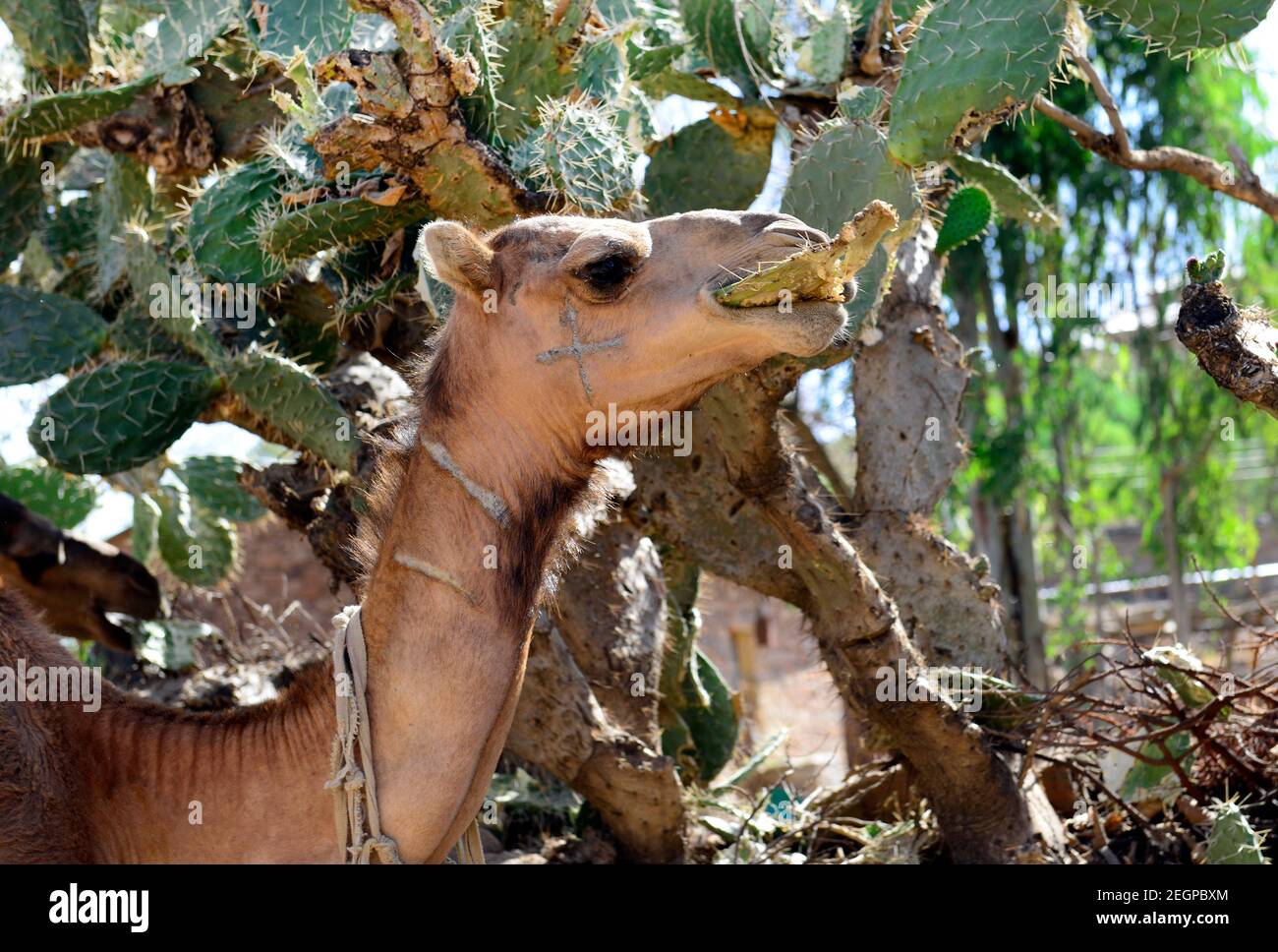 Ein Kamel frisst stacheligen Kaktus in Tigray Region in Nord-thiopien  Stockfotografie - Alamy