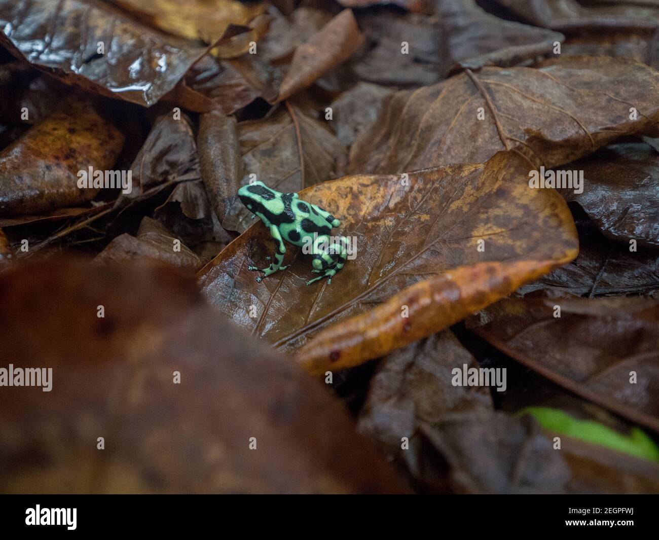 Grüner Dartfrosch auf trockenen braunen Blättern, grünes und schwarzes Muster, costa rica Stockfoto