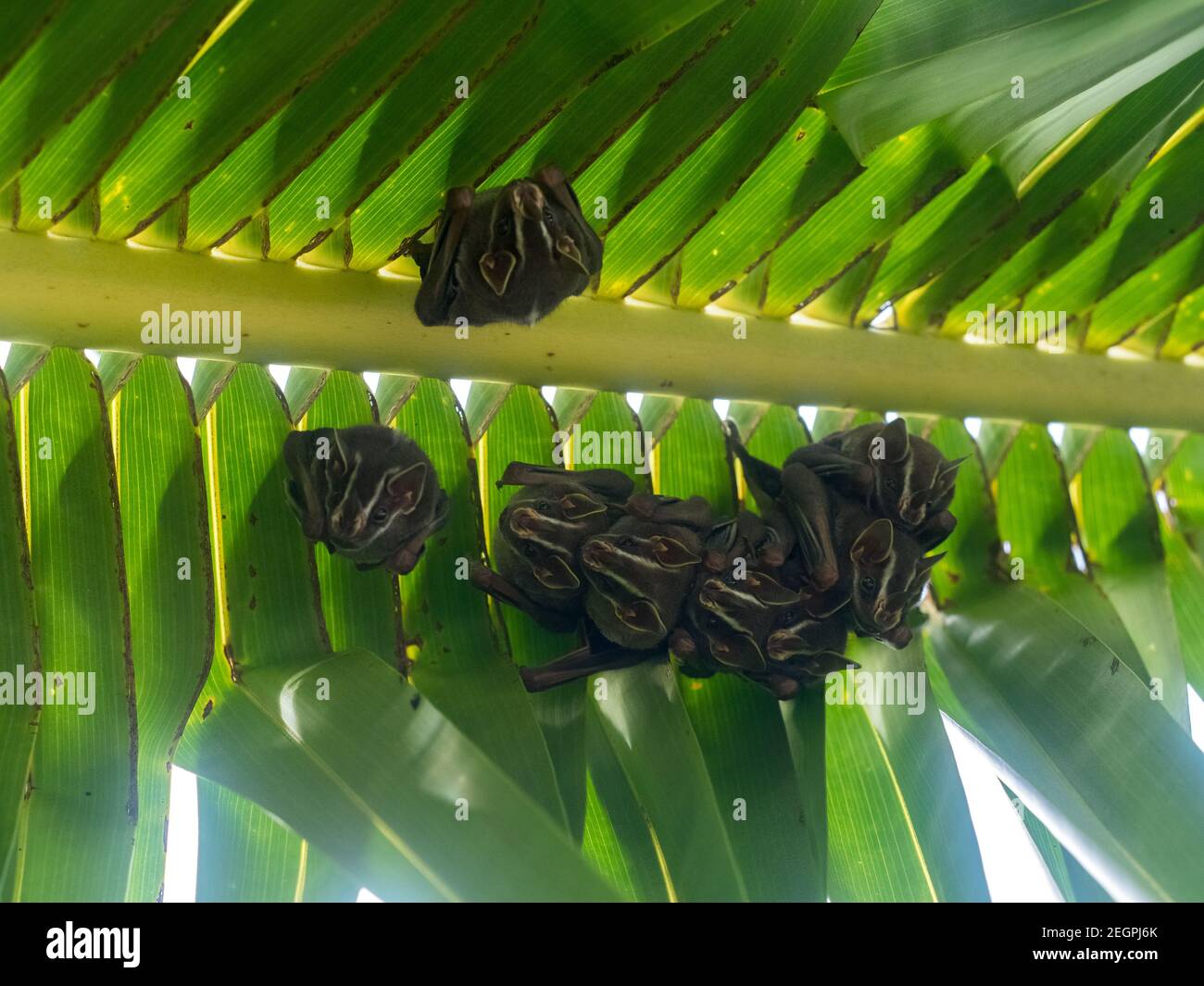 Fledermäuse hängen von Palmblättern in Cahuita in Costa Rica Stockfoto