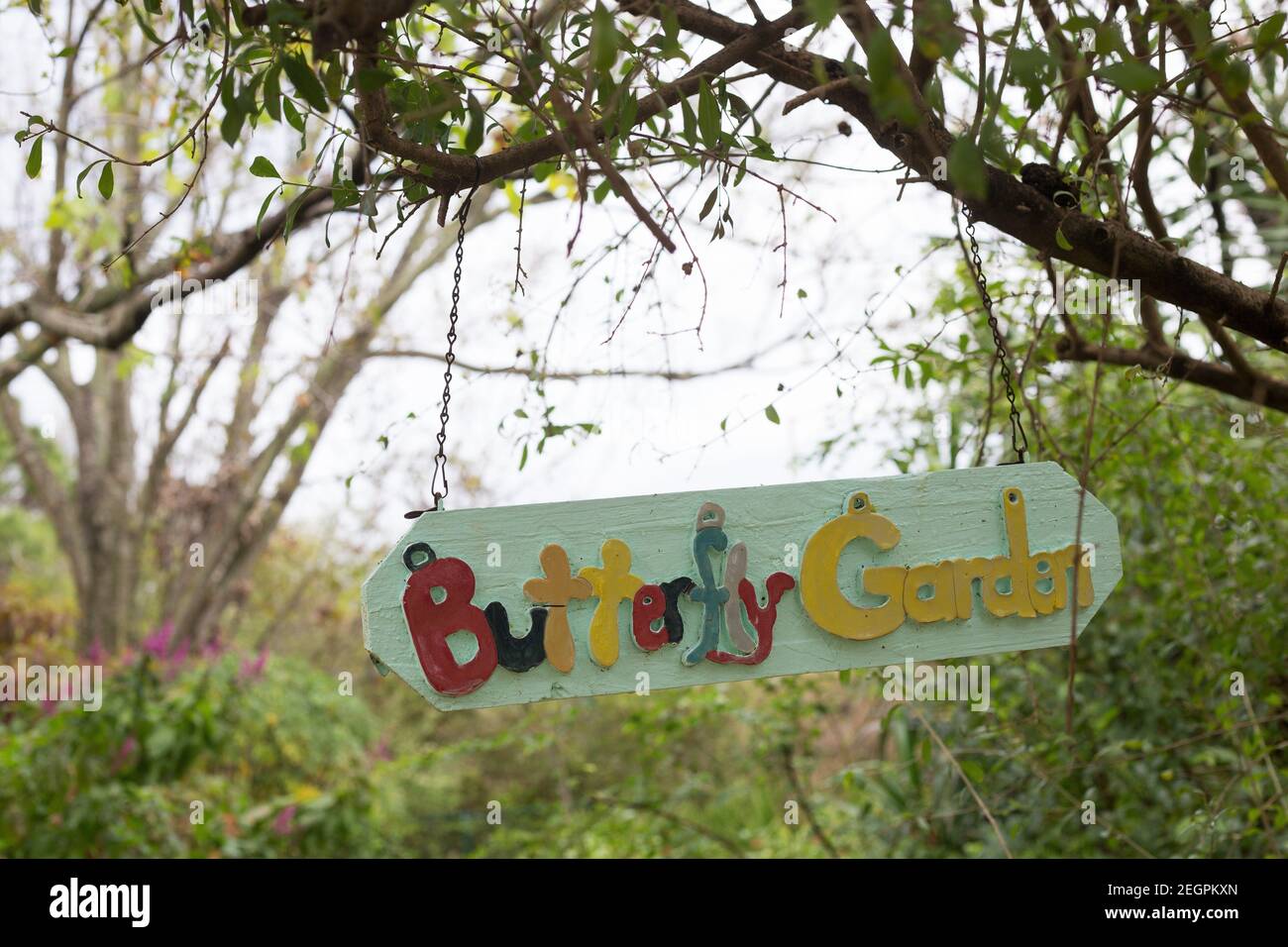 Ein buntes Schild für den Schmetterlingsgarten, der an einem Baum im USF Botanical Garden hängt. Stockfoto