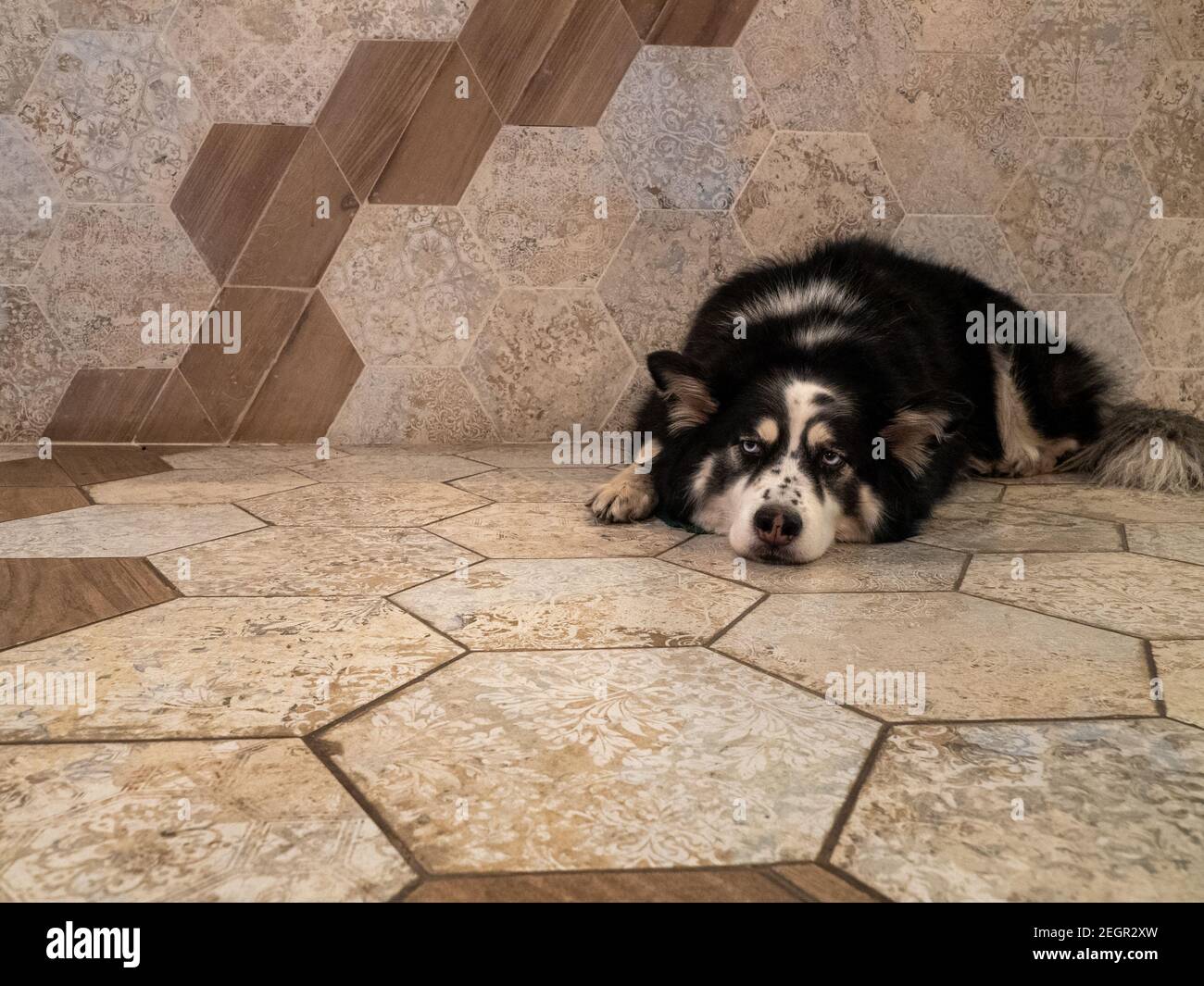 Schwarz und weiß malamute Hund suchen gelangweilt auf dem Boden mit Sechseckiges Fliesenmuster in braun und beige Farben Stockfoto