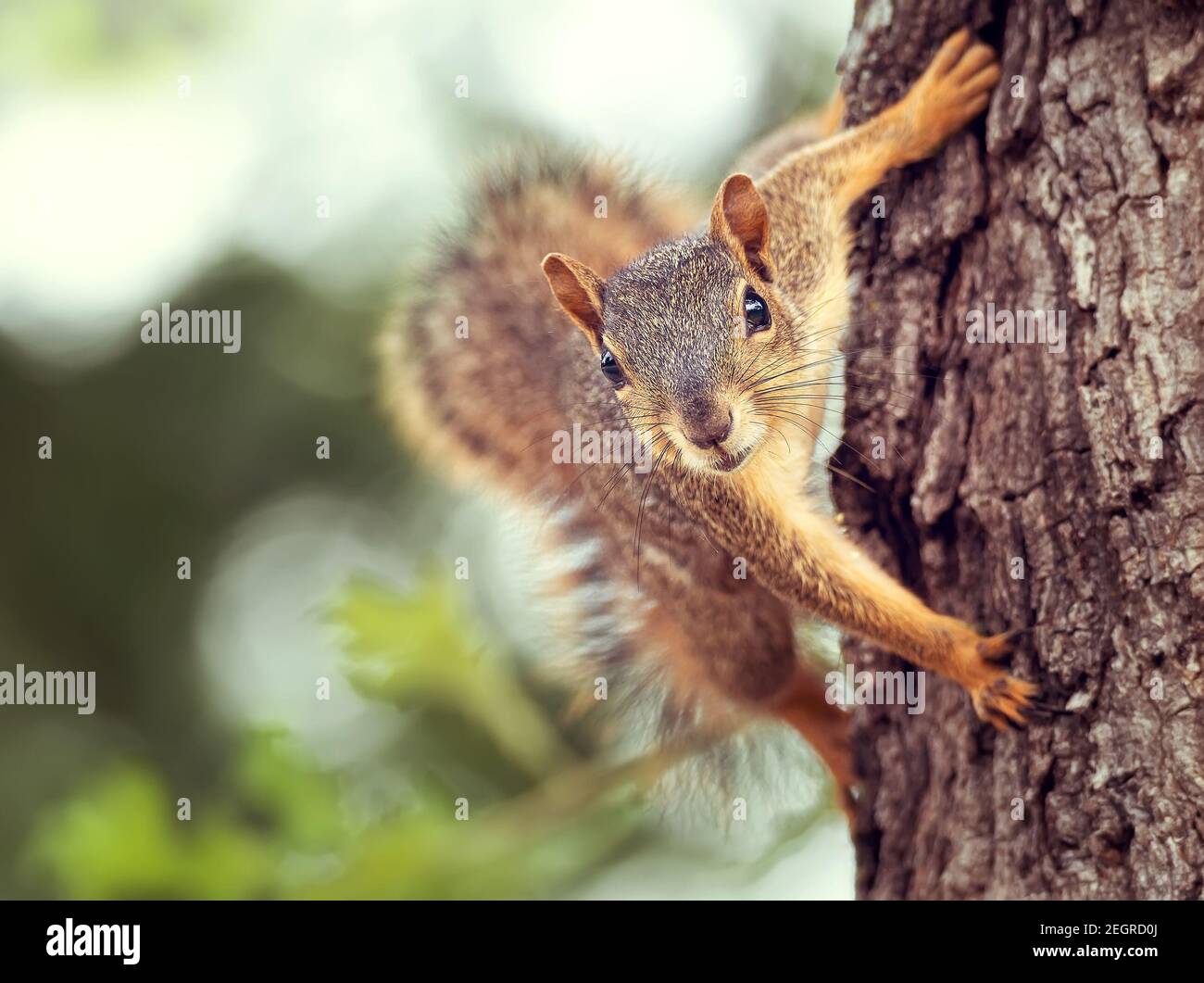 Süßes kleines Ostfuchshörnchen (Sciurus niger) Blick aus einem Baumstamm heraus Stockfoto