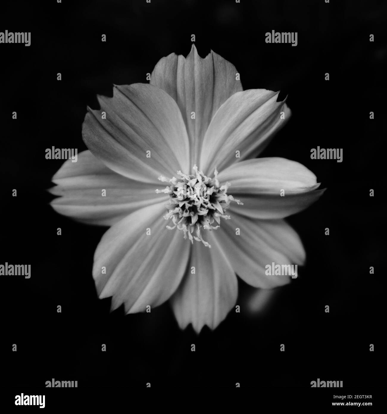 Schwarz und weiß Kosmos Blume Stockfoto