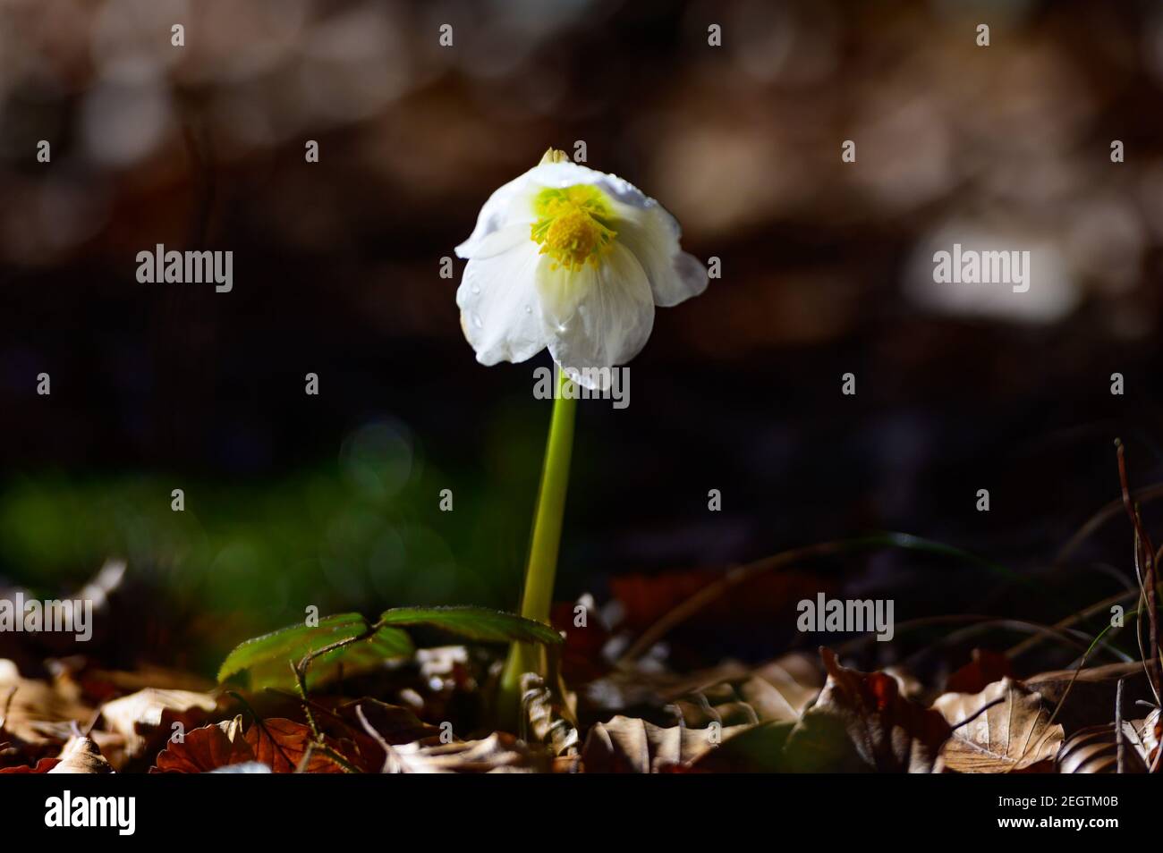 weihnachtsrose, helleborus niger in einem Wald in molln, österreich Stockfoto