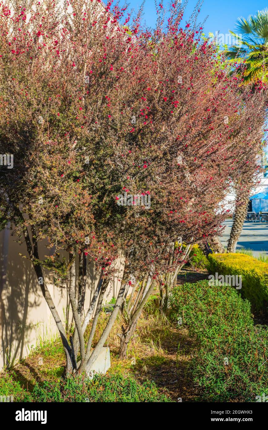 Manuka Bäume, Leptospermum Scoparium (Teebaum) in Blüte im Stadtpark, Kalifornien, vertikales Banner Stockfoto
