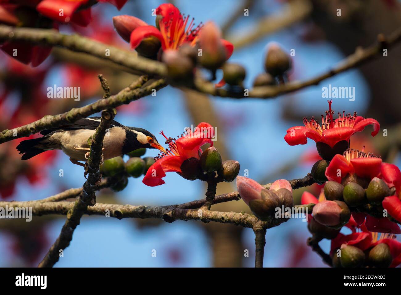 Seide Baumwolle Blume auch als Bombax Ceiba bekannt, Shimul. Frühlingsblumen von Bangladesch. Stockfoto