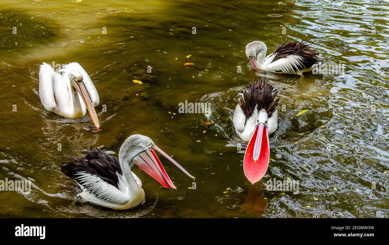 Pelikane öffnen ihre große Kehltasche weit Stockfoto