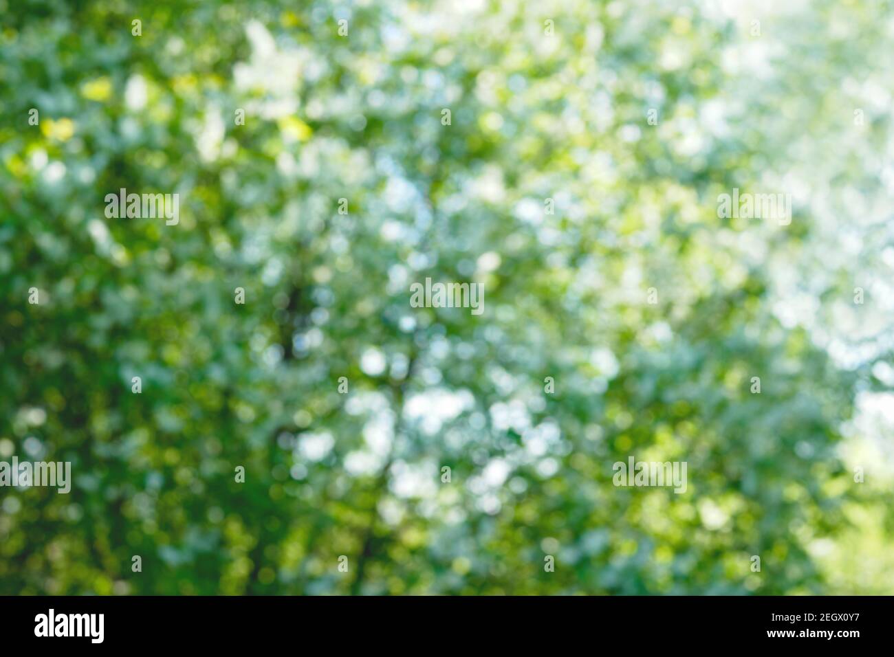 Grünes frisches Laub mit weichem Bokeh. Natürlicher Bio-Hintergrund mit verschwommenen Bäumen. Sommer, Frühling helles Sonnenlicht Stockfoto
