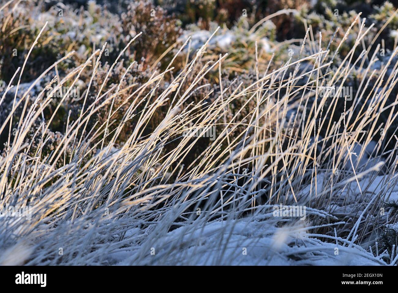 Schöne natürlich gemusterte Winter Hintergrund von gefrorenen hohen Gras und Gorse Pflanze in Dublin und Wicklow Berge, Irland. Ungewöhnlicher irischer Winter Stockfoto