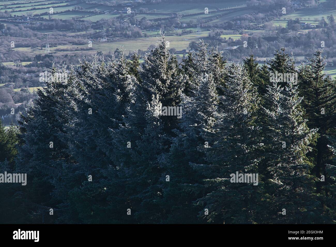 Gefrorene Tannen und eine irische Landschaft, die von Fairy Castle (Two Rock Mountain), Dublin Mountains, Irland, aus gesehen wird. Ungewöhnlicher Winter Stockfoto