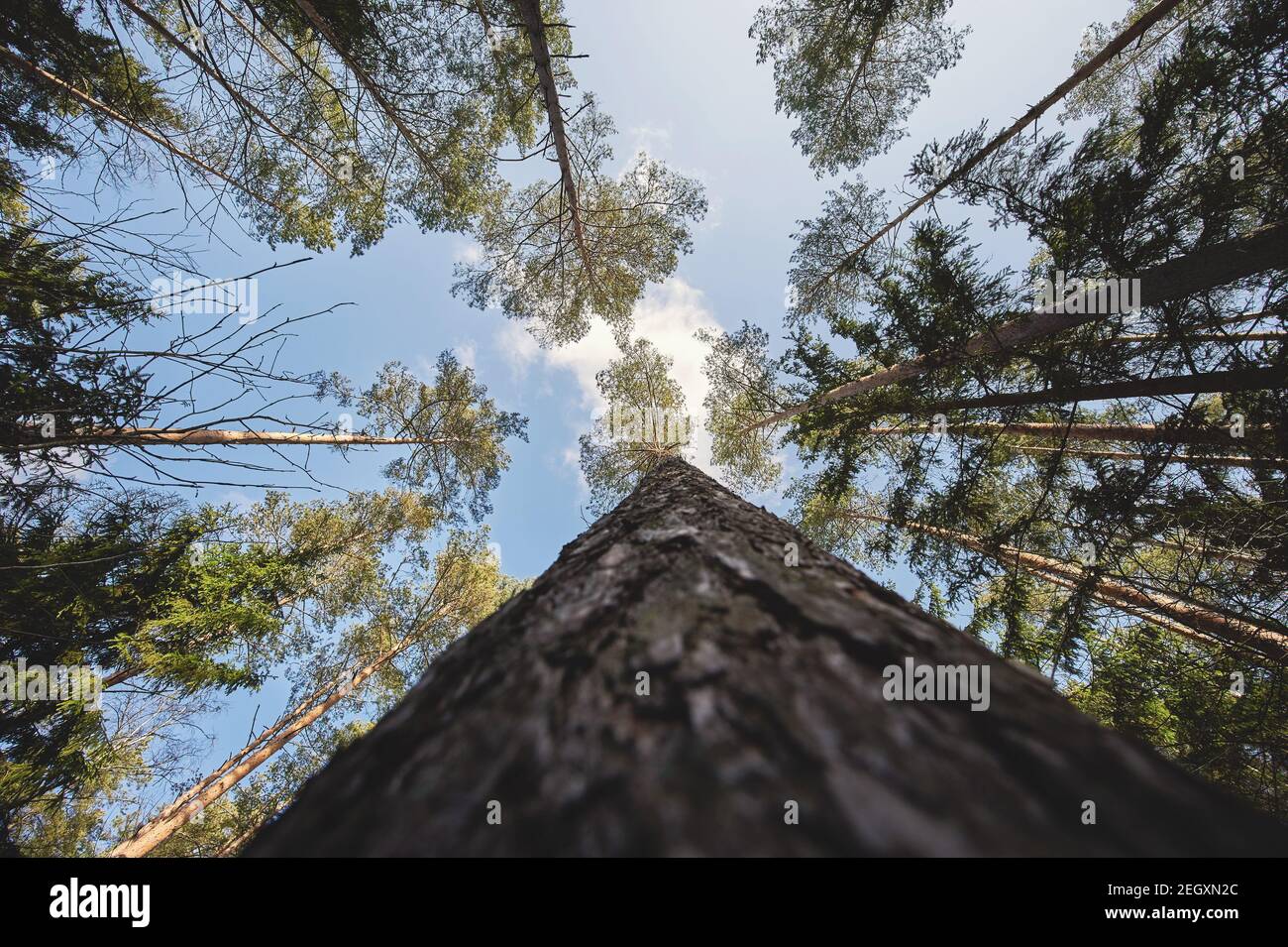 Natürlicher Wald Hintergrund mit blauem Himmel Hintergrund Stockfoto