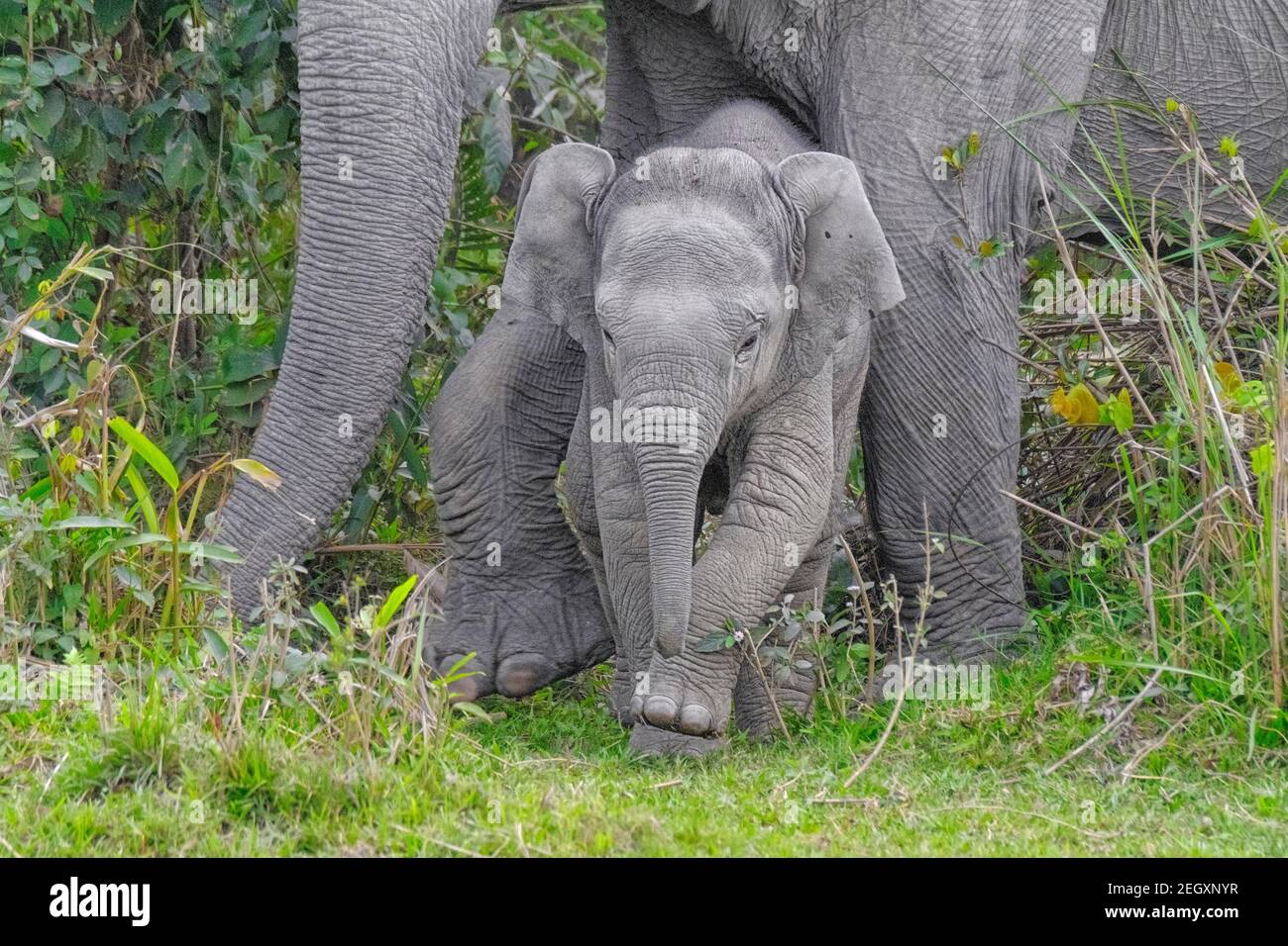 Asiatisches Elefantenbaby (Elephas maximus) Gesicht. Kaziranga-Nationalpark, Assam, Indien Stockfoto